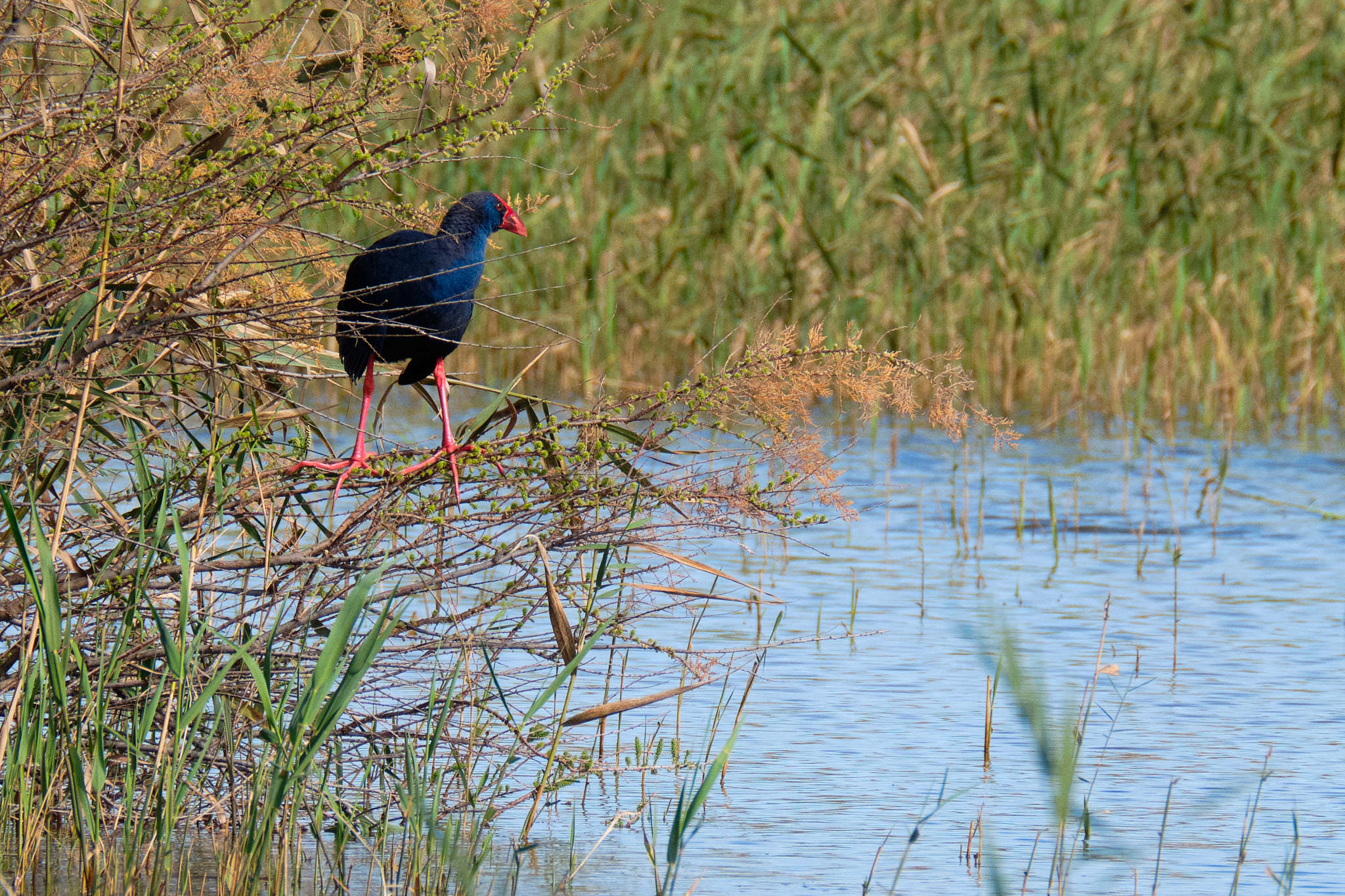 Parque Natural de El Hondo - Valencia - Spanien