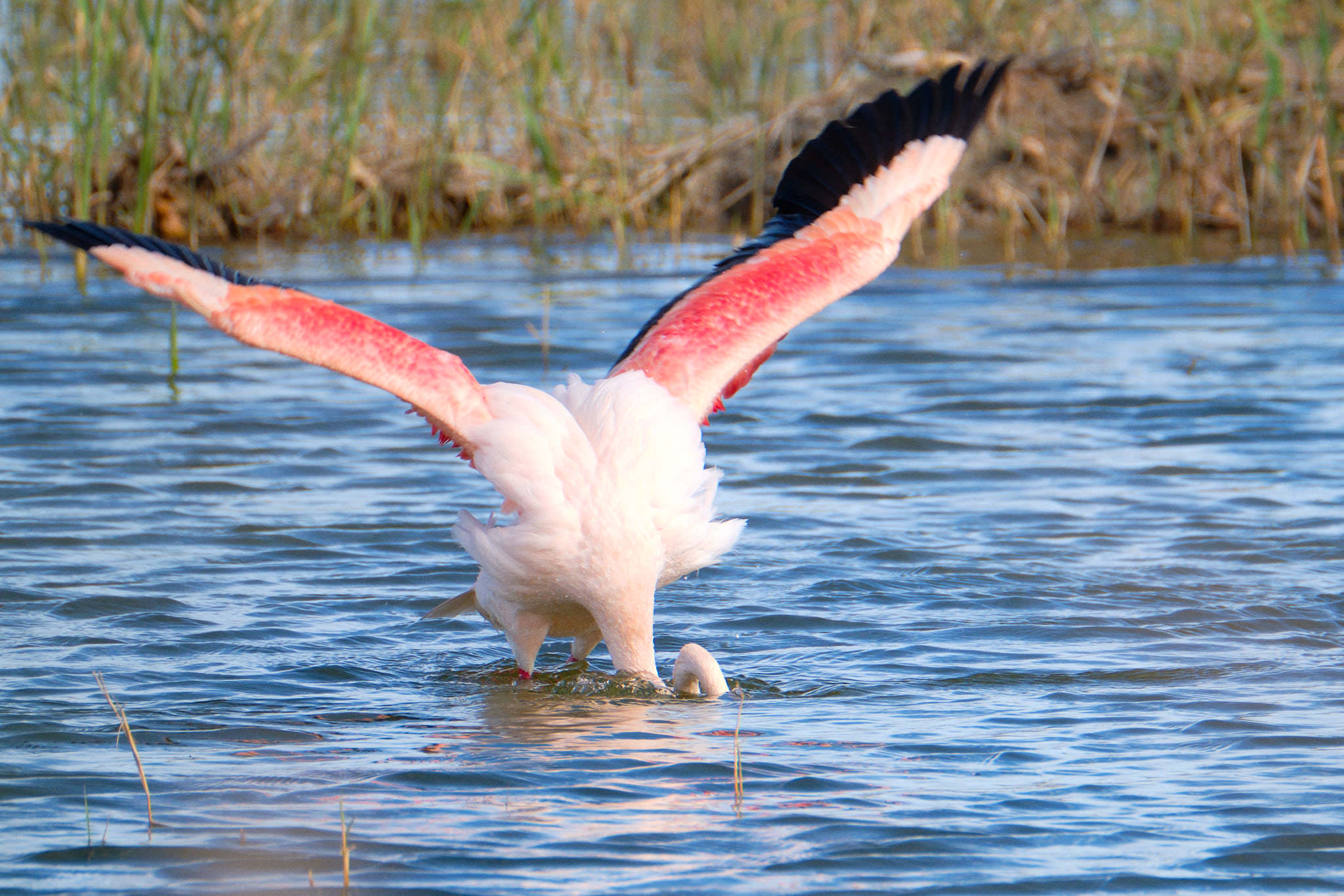Parque Natural de El Hondo - Valencia - Spanien