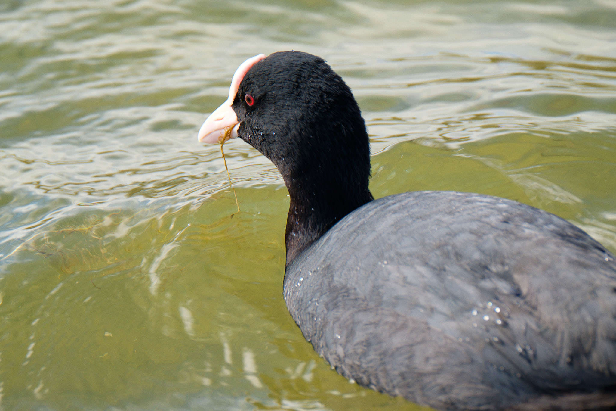 Parque Natural de El Hondo - Valencia - Spanien
