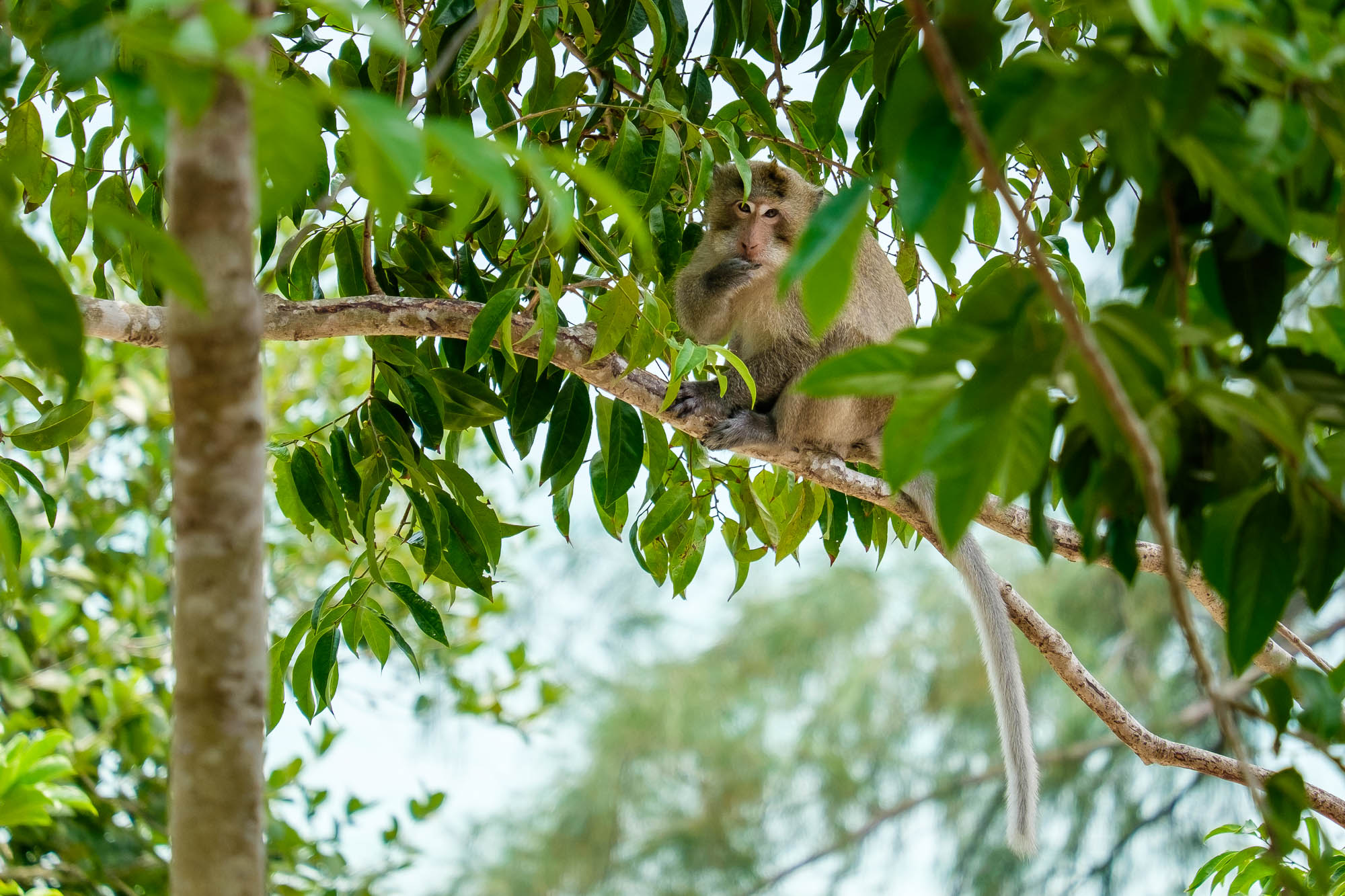 Cambodia 309