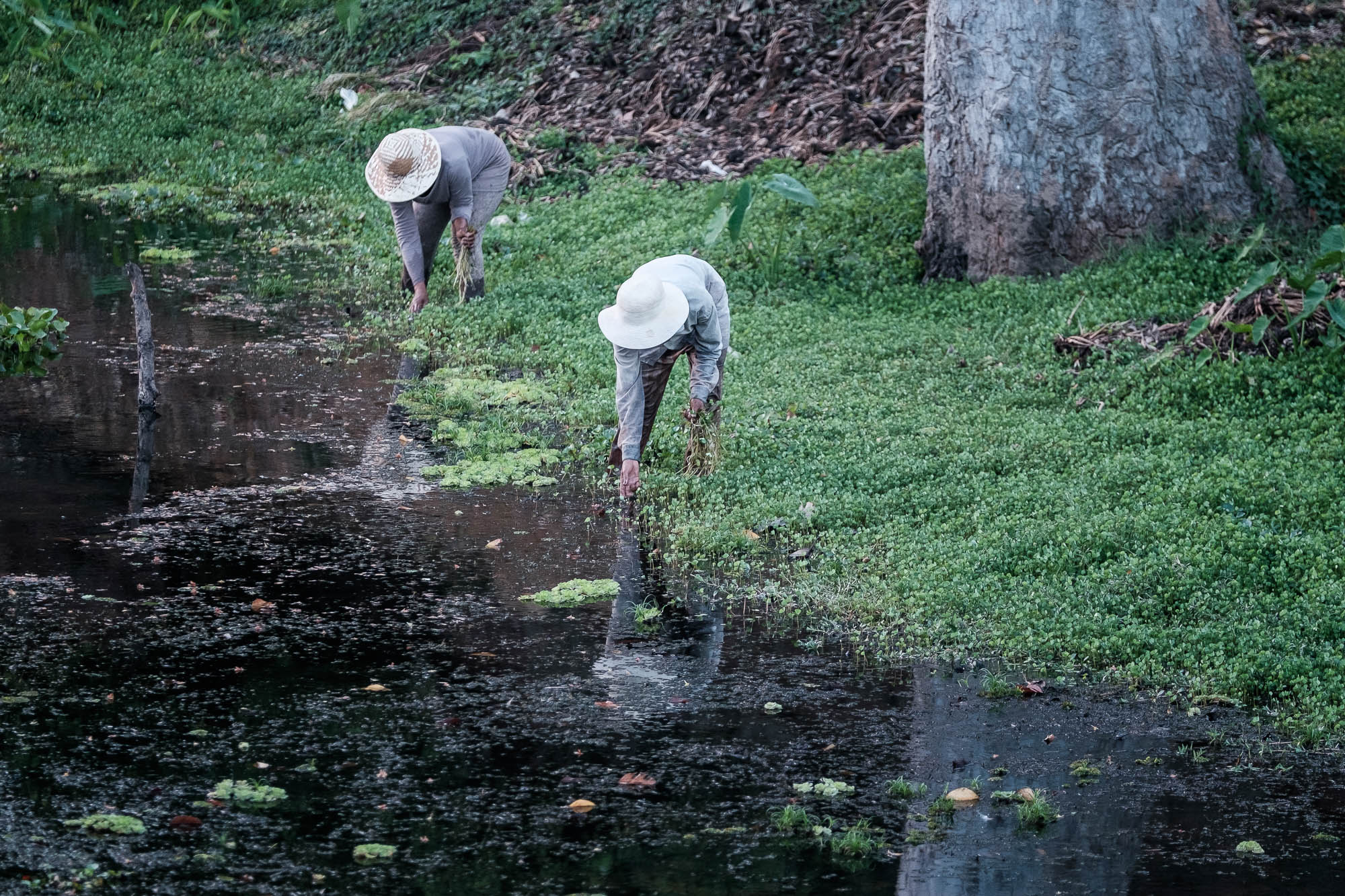 Women harvesting algae at a river - Cambodia